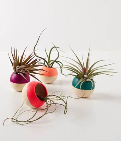 A delightful addition to any area of your home, and quite easy to maintain.